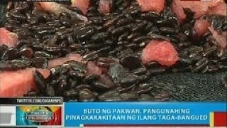 BP Buto ng pakwan pangunahing pinagkakakitaan ng ilang tagaBangued Abra [upl. by Dyanna]