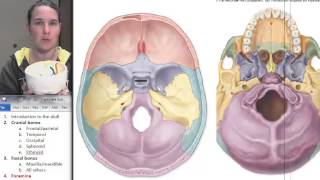 9 Skull foramina [upl. by Heindrick]