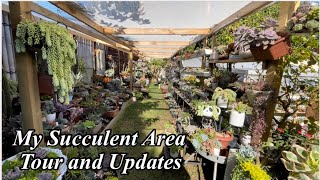 Succulent Garden Tour and Updates [upl. by Dubois]