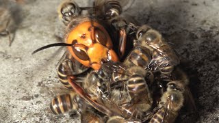 Giant hornet vs Japanese honeybees Hot defensive bee ball [upl. by Silverts]