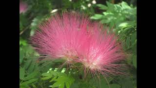 Calliandra surinamensis [upl. by Llerrahs362]