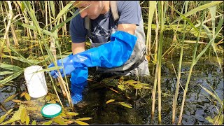 Diatom Training video  Part I field work [upl. by Atis]