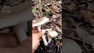 Edible Amanita vaginata Mushroom grisette grisetteamanita edible mushrooms humting ytshort [upl. by Hawker]