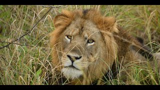 Kyambura Lion Monitoring Project [upl. by Ztnahc592]