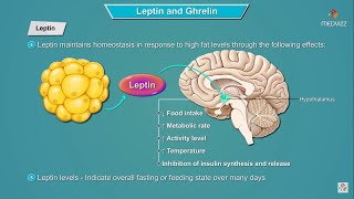 Leptin and Ghrelin hormones mechanism of action  Physiology  USMLE Step 1 [upl. by Mur222]