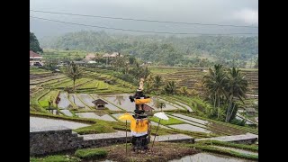 The Dynamics of Puri in Balinese Local Politics Ancient Bali 23 [upl. by Alanson]