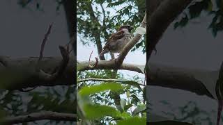 Singing lonely birdy nature shorts srilanka birds [upl. by Adikam]