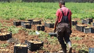 Algérie  Des produits agricoles algériens refoulés de France du Canada de Russie et du Qatar [upl. by Euqinaj]