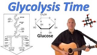 Glycolysis Time [upl. by Siddra]