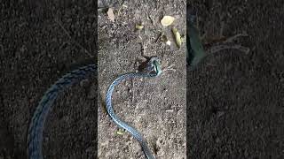 Snake vs Frog Common bronzebackතුරු හාල්දණ්ඩාThuruMookalan Haal Danda Dendrelaphis schokari [upl. by Motteo]