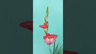 Gladiolus flower🏵️🏵️planting gladiolus in containersmanojgardengladiolus flower [upl. by Korb]