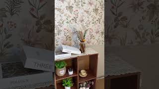 Wallpaper shows shortsvideo wallpaperdecor creativewallpaper wallpaper homedecor diywallpaper [upl. by Drallim884]