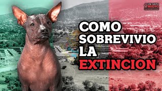 Xoloitzcuintle Sobreviviendo la extinción [upl. by Tuneberg]