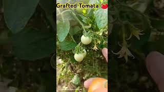 6th Month old grafted tomata 100 fruits farming agriculture graftedtomato tomato [upl. by Athene]