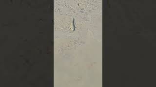 Mud skipper mudskippers mudskipper sundarban wildlife sundarbanjungle sundarbansfish [upl. by Oirrad780]