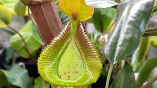 Nepenthes grow tent  video number [upl. by Yarazed585]