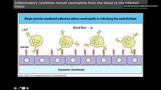 Immunology innate immunity Neutrophil Homing [upl. by Simons]