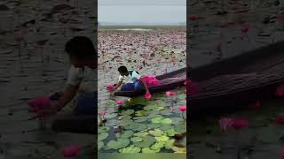 Water lilies waterlily youtube song youtubeshorts lily waterlilies [upl. by Behnken]