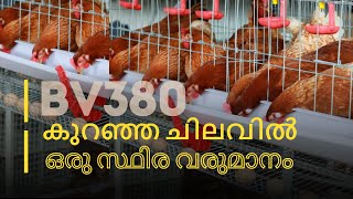 BV380 Chicks in kerala ph9496209612 [upl. by Erdah30]