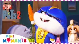 Meet Buddy  The Secret Life of Pets [upl. by Grannias754]