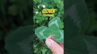 Is this edible CLOVER Secrets Revealed [upl. by Etnor288]