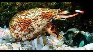 THE MARBEL CONE SNAIL [upl. by Arual300]