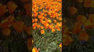 Wild California Poppies flowers spring nature [upl. by Martinsen]