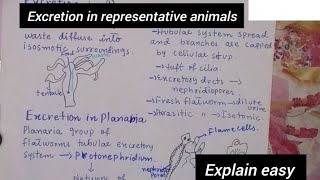 Excretion in representative animalsExcretion in hydraExcretion in PlanariaClass 12Biology [upl. by Ajile]