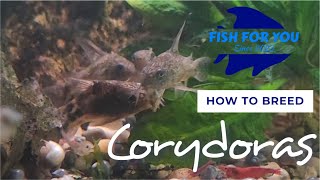 Easily Breed Corydoras for Profit at Home [upl. by Notserc]