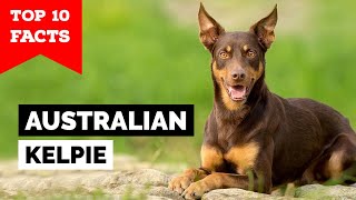 Australian Kelpie  Top 10 Facts [upl. by Apur]