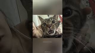 🤣😂😂shortvideo funnypetschannel funny cat petschannel pets yourcat yourpet [upl. by Ninnahc]