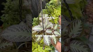 Episcia hanging plant  propagation jishnuuthaman keralagarden gardening hangingplants plants [upl. by Esmerolda319]