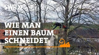 Wie man einen Baum schneidet  SWR Handwerkskunst [upl. by Karolina952]