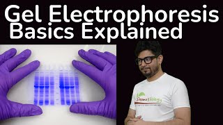 Gel electrophoresis principle explained  Agarose gel electrophoresis  SDS page gel electrophoresis [upl. by Norma251]