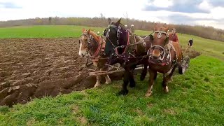 How are Barons plowing skills coming along  Three Draft Horses Plowing a Field 474 [upl. by Rainwater]