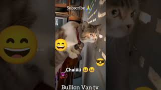 Nigeria CaT ask British CaT how do I Look 😃😃😃😃😳😳😳 duet ukcat justcats funny duetd shortvideo [upl. by Anohs]