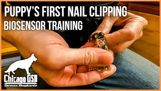 3 Day Old Newborn Puppy First Nail Clipping amp BioSensor Training  How To Trim Puppies Nails [upl. by Pigeon628]