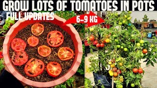 How To Grow Tomatoes At Home SEED TO HARVEST [upl. by Hong478]