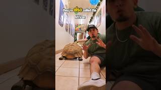 Sulcata tortoise part 2 reptilelove reptilelife reptile animals reptiles [upl. by Yerhpmuh]