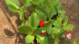 Episcia plant Care Propagation and Soil mix [upl. by Nivloc]