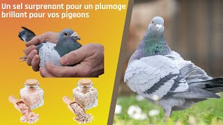 Un sel surprenant pour un plumage brillant pour vos pigeons [upl. by Leile]