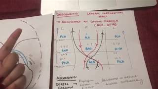 THE STROKE CHART w examples MINUTES TO WIN IT USMLE [upl. by Akerdnuhs891]