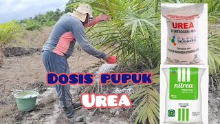 Dosis pupuk Urea pada masa sawit fase vegetatif atau TBM [upl. by Oirrad]