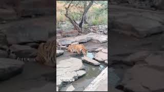 the thirsty P 652 tiger at pannatigerreserve savetiger wildlife animalsighting tigersighting [upl. by Eyssej231]