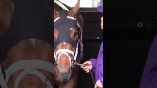 Malathaat and her groom before she won the Breeders’ Cup Distaff 🥹 [upl. by Schramke]