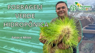 Forragem Verde Hidropônica  Fatos e mitos Parte 1 [upl. by Chiquia]