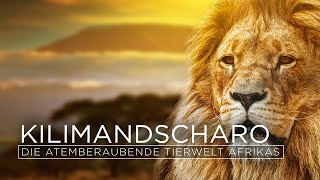 Kilimandscharo  Die atemberaubende Tierwelt Afrikas  Die letzten Paradiese TVDokumentation [upl. by Egni633]