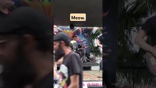 Kitty potusa cover music livemusic festival rock [upl. by Liagabba]