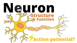 Structure and Function of a Neuron [upl. by Negroj]