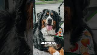 Bernese Mountain Dog Breed shorts trending [upl. by Lu]